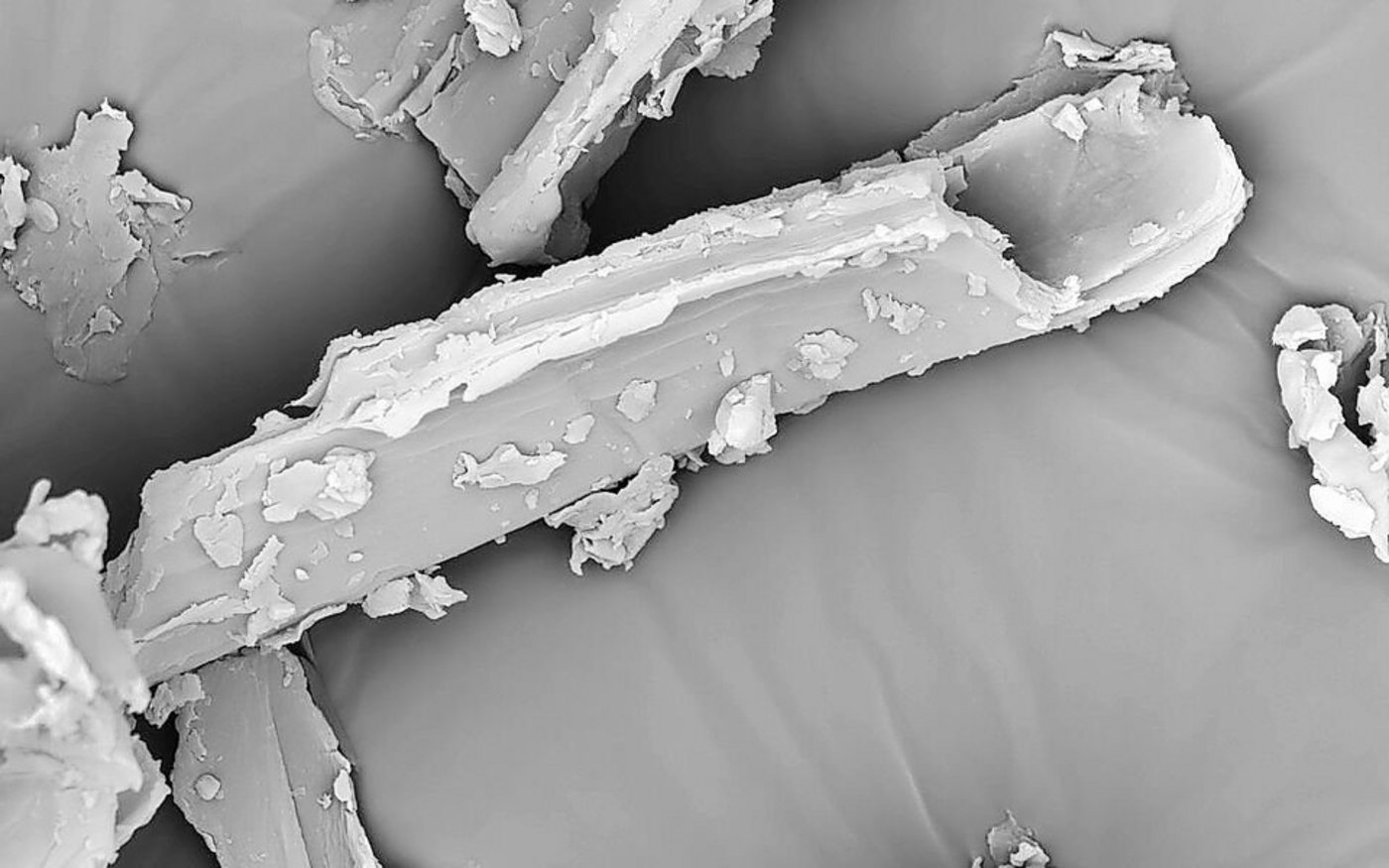 Aufnahme eines Heupartikels mit der typischen Struktur. Darin sind winzige Luftbläschen eingeschlossen.