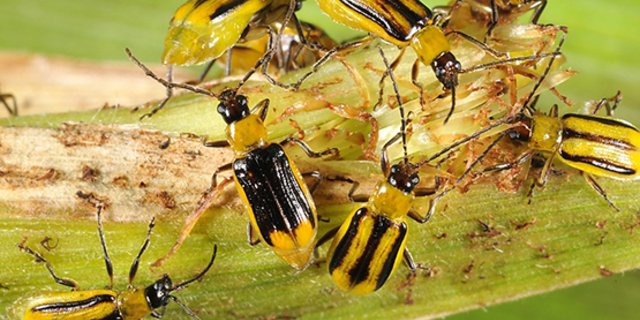 Der Maiswurzelbohrer ist der gefährlichste Schädling im Maisanbau. Seine Larven ernähren sich von den Maiswurzeln und können Ertragsausfälle bis zu 50 Prozent verursachen. (Bild Agroscope)
