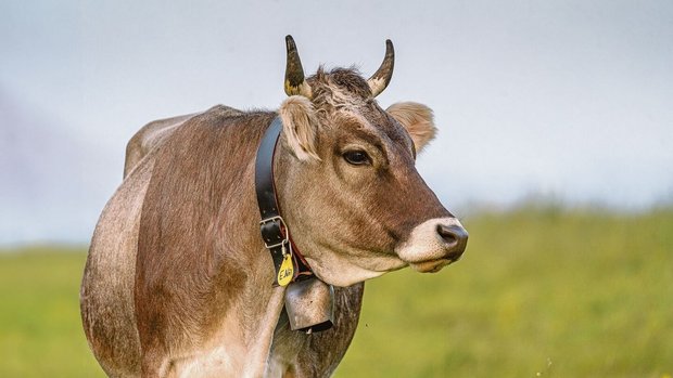 Braunvieh Schweiz wa Braunvieh Schweiz wagt es, aktiv für den Einsatz von Homöopathie und Phytotherapie einzustehen. Das steigende Interesse der Züchter am Thema zeigen die Umfragen, welche der Zuchtverband regelmässig macht.