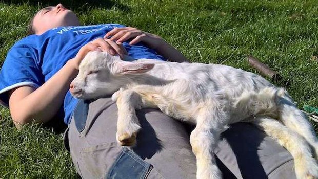 Bei den Einsätzen auf dem Hof lernen Jugendliche viel – auch tierisches Ausspannen. (Bild Familie Krähenbühl / Agriviva)