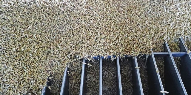 Das Jahr 2025 brachte wegen der aussergewöhnlich guten Ernte Herausforderungen für die Getreide-sammelstellen.