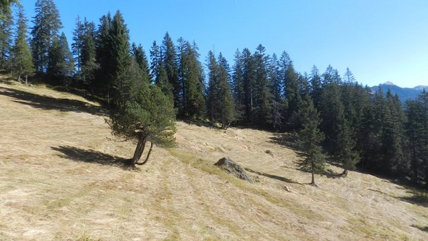 Die Moorwälder der Ibergeregg im Kanton Schwyz bilden zusammen mit den mosaikartig dazwischenliegenden offenen Moorflächen eine eigentliche Moorwaldlandschaft. Diese Waldgebiete fussen auf feuchtnassen Böden und können in ihrem Charakter mit anderen borealen Feuchtwäldern (z.B. in Skandinavien) verglichen werden. (Bild Pixabay)