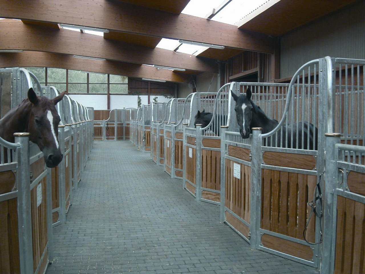 Gemäss dem Schweizerischen Tierschutz STS verbringen die meisten Sportpferde 20 bis 23h im Stall in Einzelboxen. (Bild Horseexperts, Wikimedia)