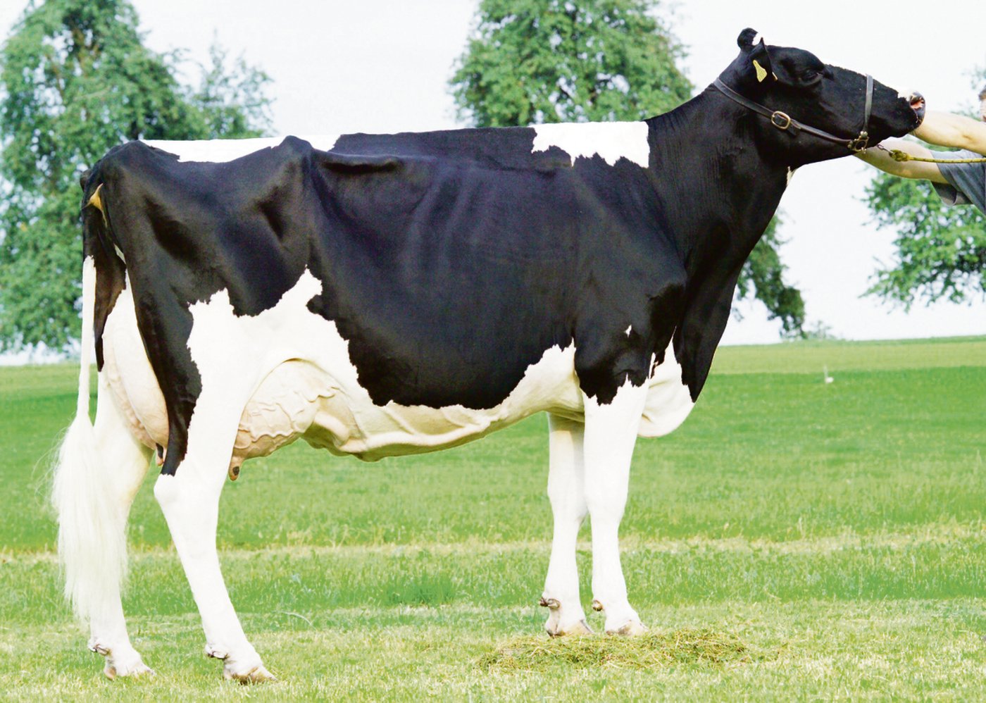 Das Bild zeigt «Edisons Emerson Delia», eine der bekannten Stammkühe der Herde Edisons von Reto Büsser.(Bild zVg)