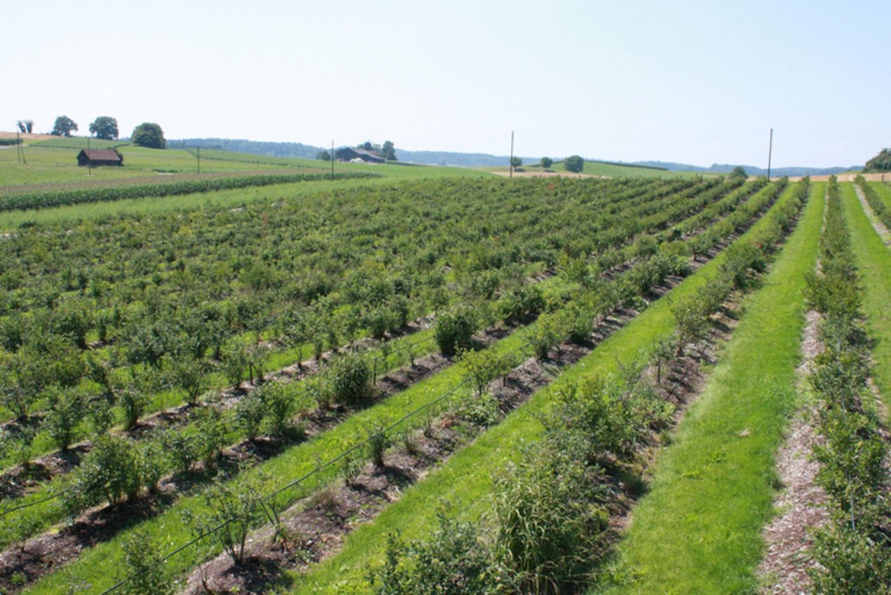 Heidelbeeren-Anbau in der Schweiz: Auch hierzulande ist die Beliebtheit gestiegen. (David Eppenberger/lid)