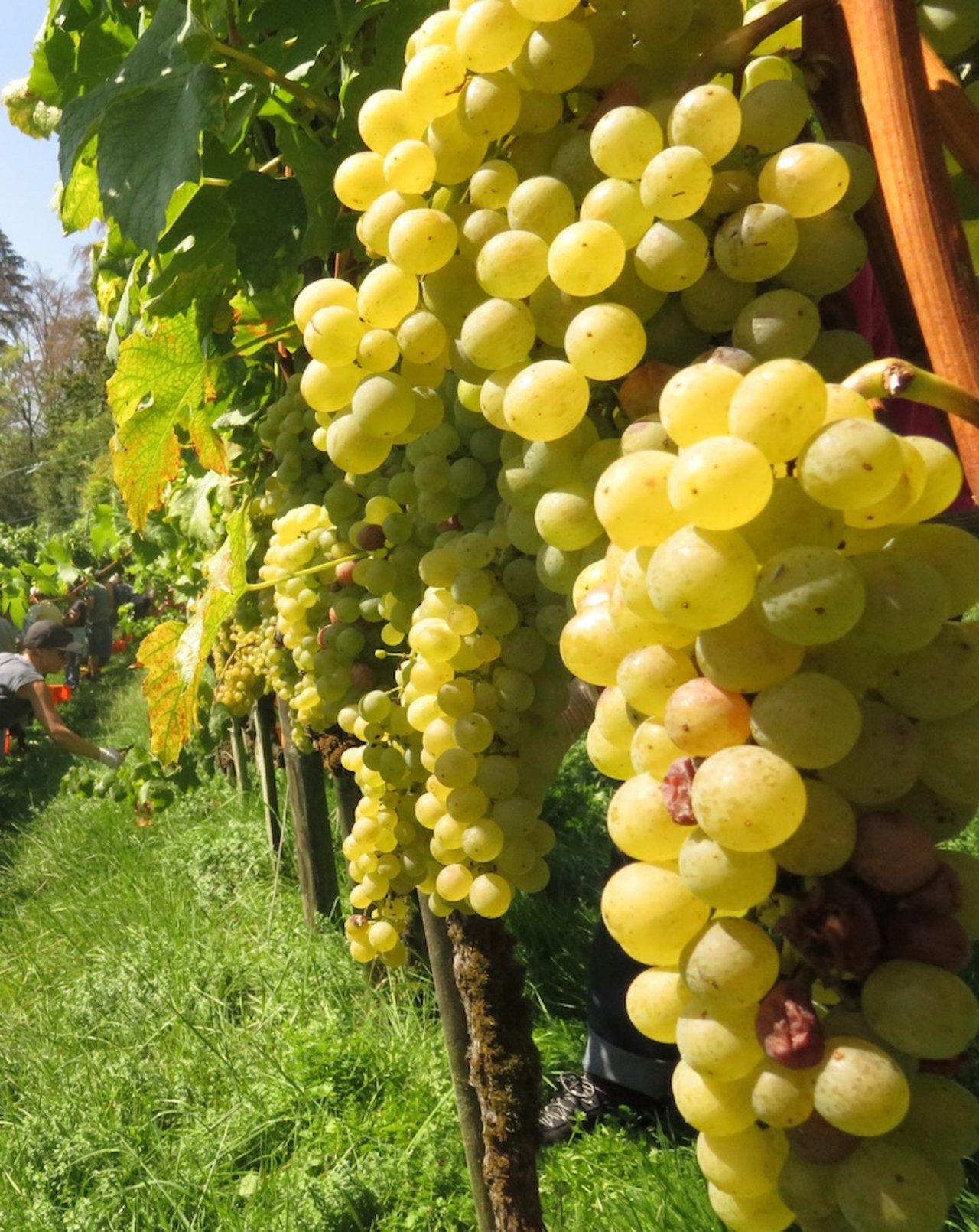 Rekordernte: Noch nie wurde in der Zentralschweiz so viel Wein produziert wie letztes Jahr. 