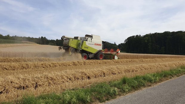 Schweizweit wird derzeit Getreide gedrescht. (Bild lid / ji)