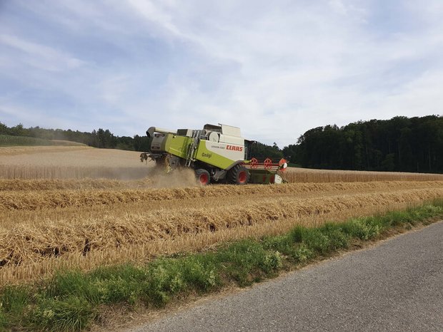 Schweizweit wird derzeit Getreide gedrescht. (Bild lid / ji)