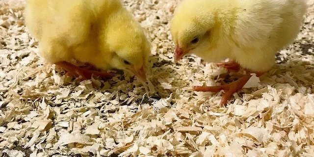 Die Küken erkunden ihr neues Zuhause. 