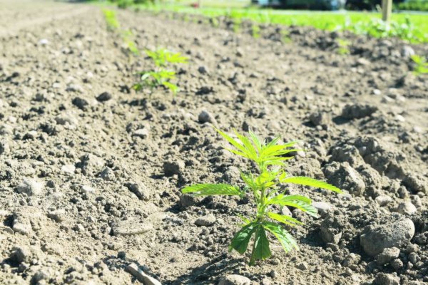 Es ist Setzzeit. In der ganzen Schweiz kommen derzeit Hanfsetzlinge ins Feld. (Bild Alplant GmbH)