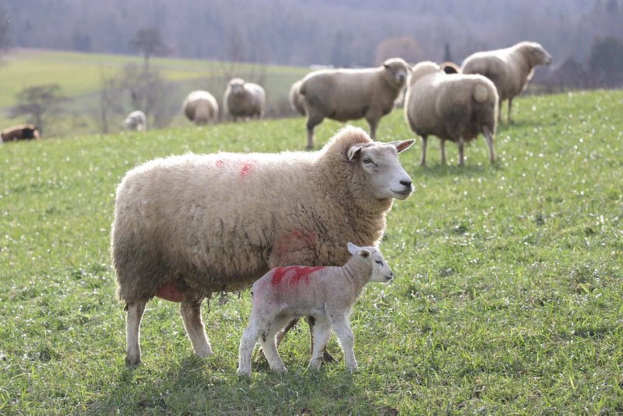 Schafe auf der Weide. (Bild BauZ)