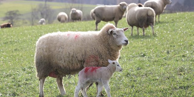 Schafe auf der Weide. (Bild BauZ)