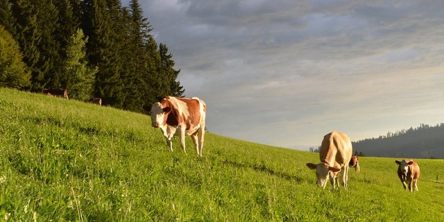 Laut den «Wetterschmöckern» soll es auch dieses Jahr einen heissen und trockenen Sommer geben.. (Bild BauZ)