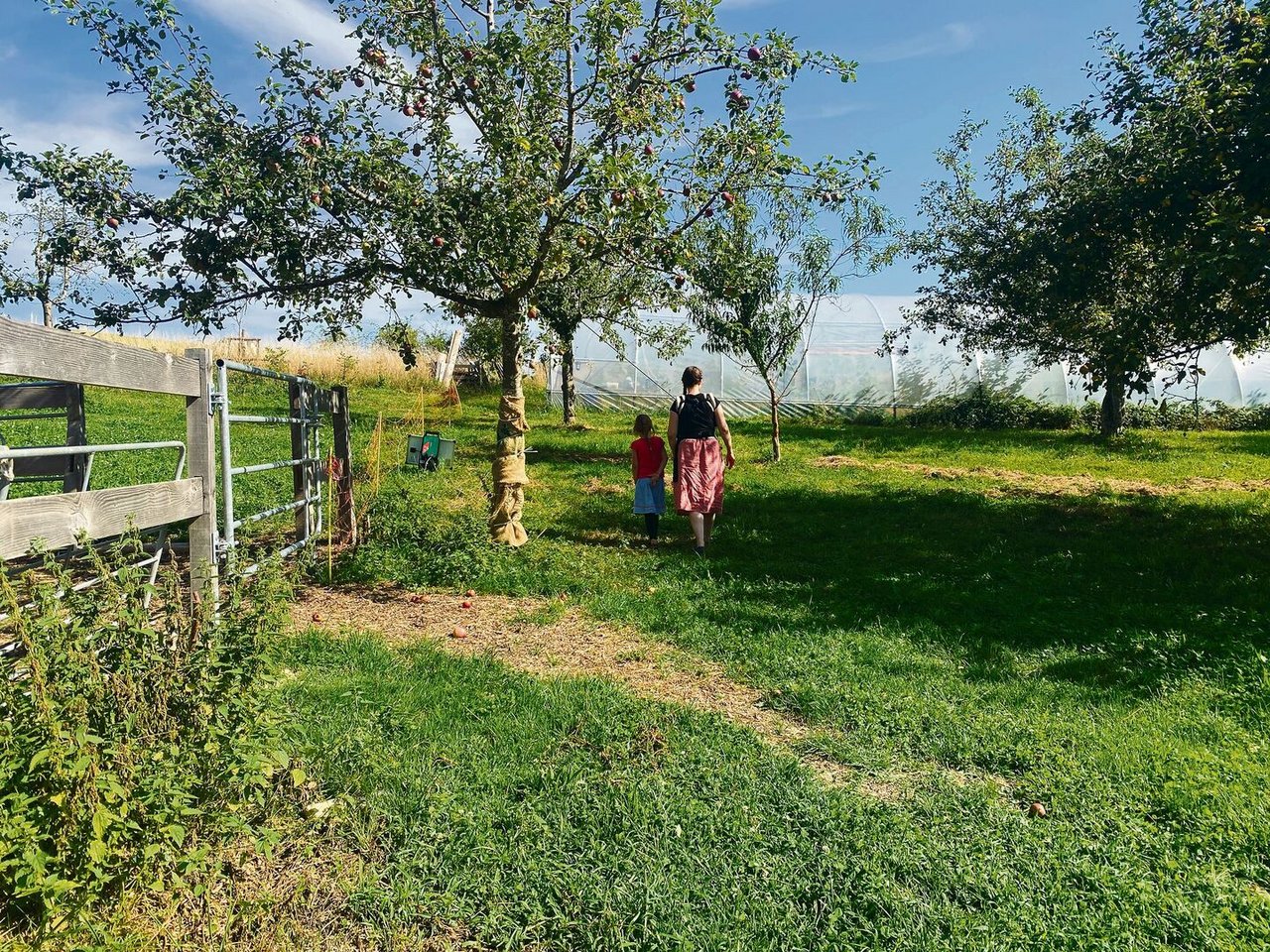 Im Garten der Familie Frühauf stehen viele Obstbäume, es sind diverse Arten und Sorten vertreten. 