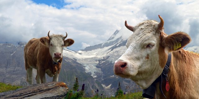 Diese Kuh muss sicher keine Angst haben, dass ihr die Hörner noch entfernt werden. Vor allem bei den reinen Rassen hat das Hörnertragen noch eine grosse Tradition. (Bild Pixabay)