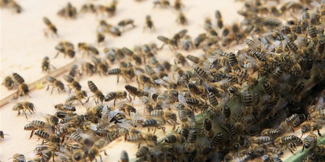 Im April hatten viele Imker im Raum Zäzwil BE grosse Bienenverluste zu beklagen. (Bild: Maja Dumat / pixelio.de)