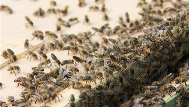 Im April hatten viele Imker im Raum Zäzwil BE grosse Bienenverluste zu beklagen. (Bild: Maja Dumat / pixelio.de)