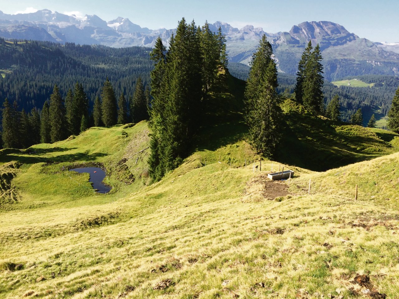 Auf vielen Alpen – hier das Alpgebiet Bergen-Schinboden – stammt das Wasser für das Vieh aus natürlichen Wasserspeichern, sogenannten Flöschen.(Bild OAK)