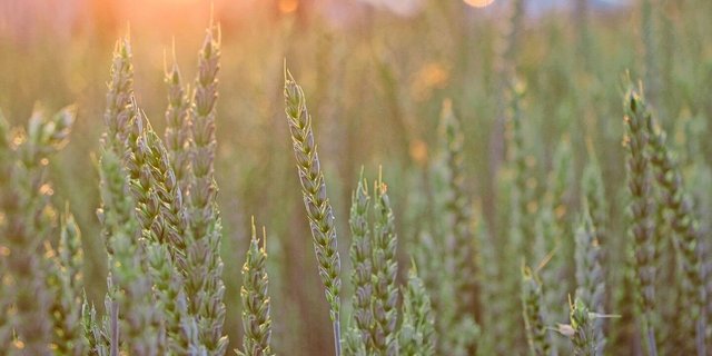Symbolbild: ein Weizenfeld im Abendlicht. In den Geschichten des Alten und des Neuen Testaments spielt die Landwirtschaft eine grosse Rolle.  