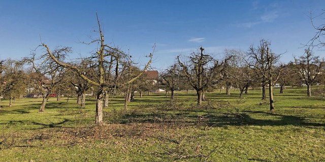 Es ist wieder an der Zeit, sich um die Baumpflege zu kümmern. Das beeinflusst den Ertrag im Folgejahr positiv.