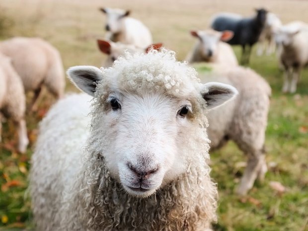 Die Schafe aus Crêts en Belledonne (Frankreich) sollen auch etwas lernen. (Bild pixabay)