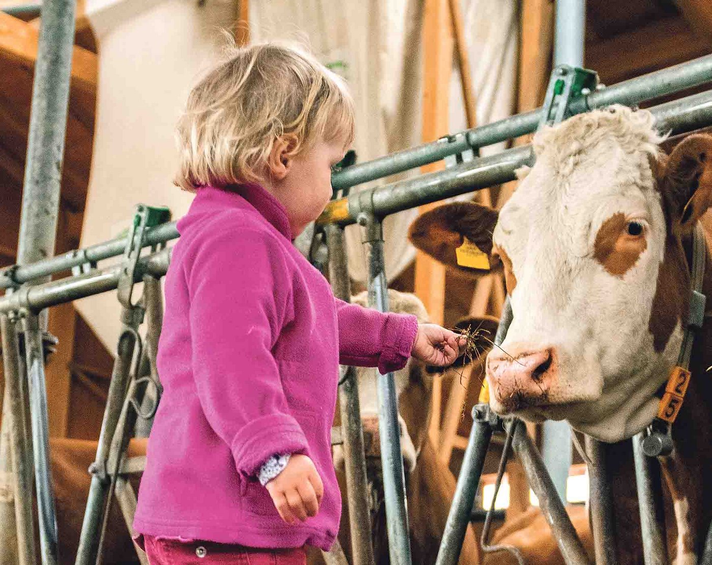 Kleinkinder sind speziell anfällig für das hämolytisch-urämische Syndrom, das durch Wiederkäuer übertragen wird. (Bild Agrarfoto)