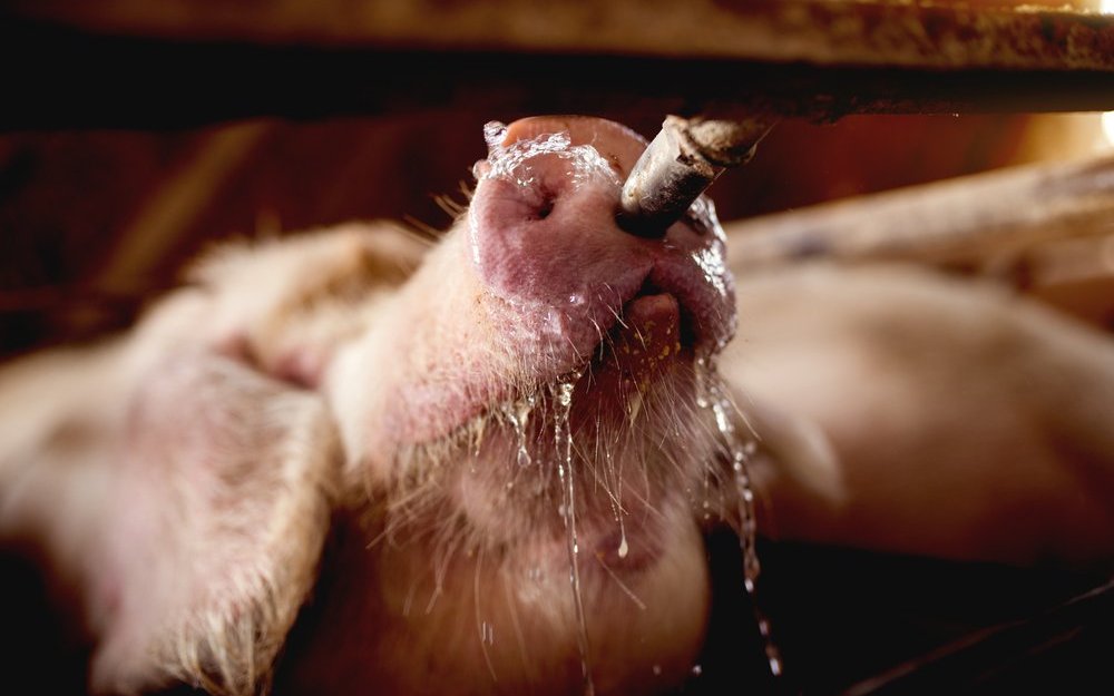Schweinen fehlen Schweissdrüsen zur Regulierung der Körpertemperatur.