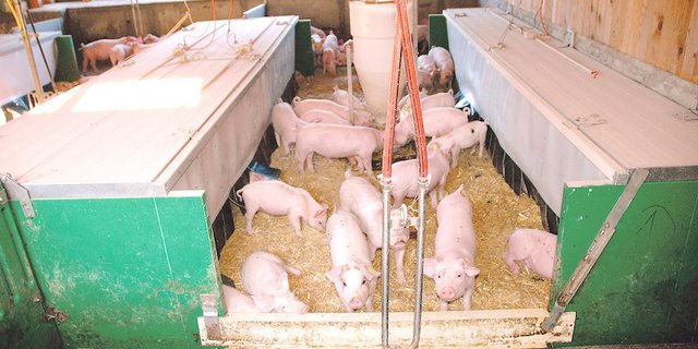 Mit energieeffizienten Ferkelnestern kann massiv Strom und damit Geld eingespart werden. Dafür gibt es Förderbeiträge.  (Bild zVg)