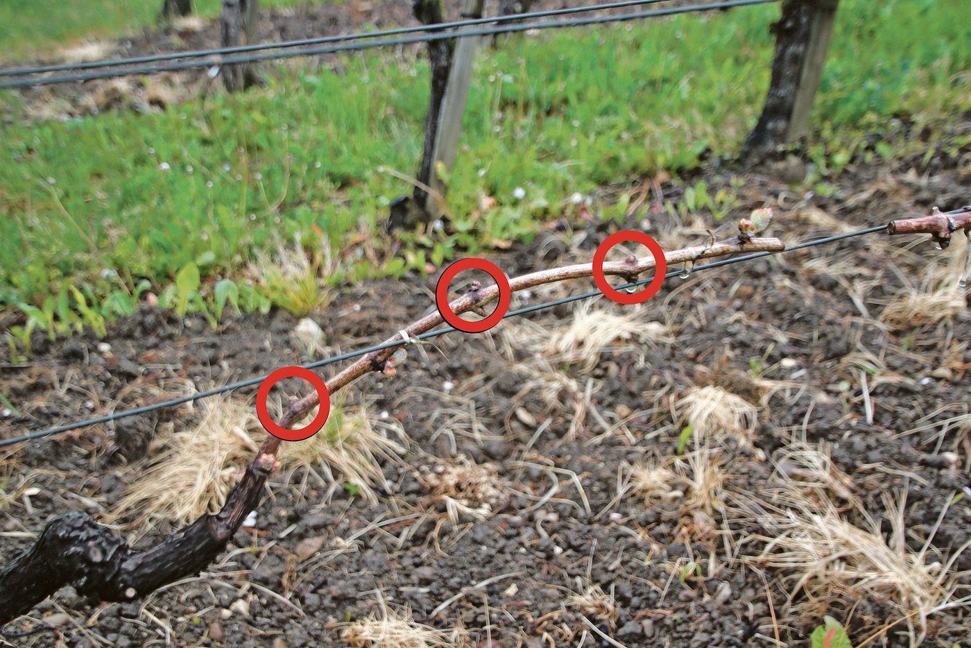 An diesem angebundenen Schoss sind drei von sechs angeschnittenen Augen erfroren. (Bild Roland Müller)