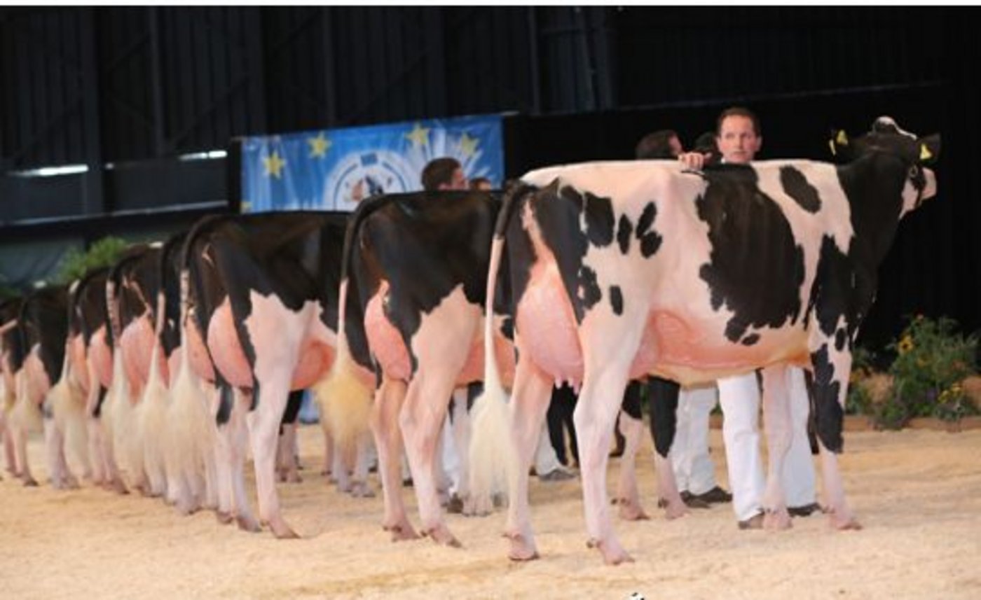 Junior Champion und Siegerin in der Kat. 2:  CPP Aftershock Pandora, Comex Currat-Papaux-Piller, Les Ecasseys (CH). (Bild Cowsmopolitan)