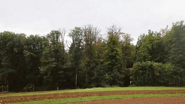 Nicht nur die Fichten haben Probleme: Dürre Astkronen zeigen die akuten Trockenheits- und Hitzeschäden an den Buchen im Schaffhauser Waldgebiet «Wanne» in Büttenhard.(Bilder Roland Müller)