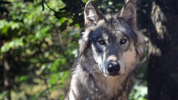 Mit dem neuen Gesetz sollen Wölfe geschossen werden können, bis es keine Schäden mehr gibt. (Bild Pixabay)