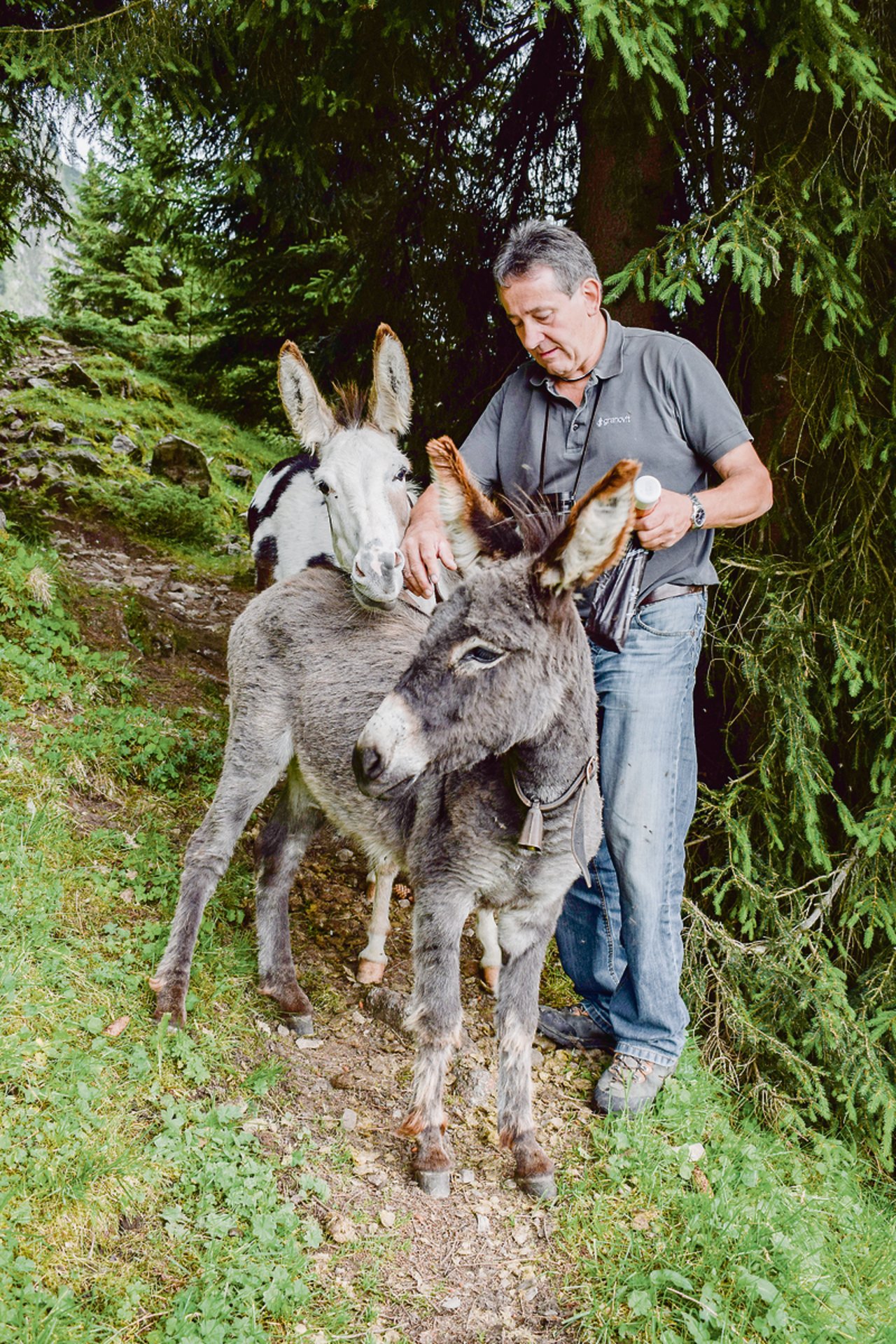 Ruedi Krähenbühl besucht seine Tiere täglich auf der Alp und kontrolliert deren Wohlergehen. 