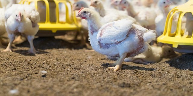 Ansteckungen mit dem Gumboro-Virus ereignen sich jedoch vor allem im Aussenbereich. Bio-Poulets sind besonders gefährdet, da bereits ab dem 21. Lebenstag Weideauslauf vorgeschrieben ist. Einen genügenden Impfschutz in diesem Alter ist jedoch nur  mit dem GVO-Impfstoff Vaxxitek zu erreichen (Bild BauZ / Peter Röthlisberger).