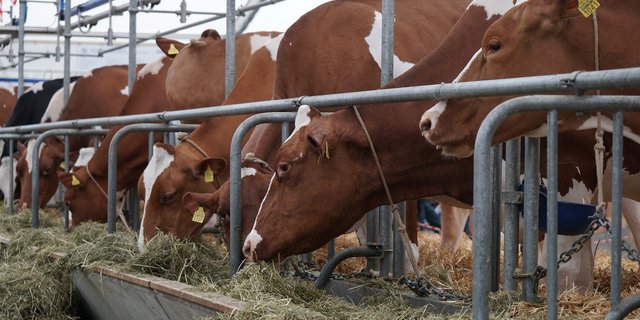 Anstelle der Auktion können die Verkäufer ihre Tiere in einem Verkaufskatalog anbieten. (Bild pixabay)