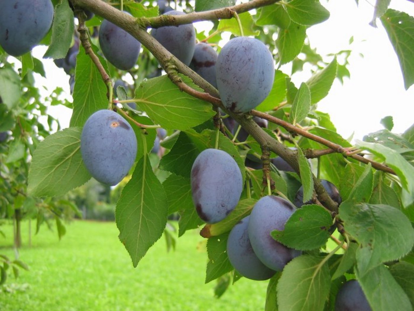 Die Hauszwetschge Typ Rudin, eine der beiden Typen, die 1970 von der damaligen Forschungsanstalt Wädenswil selektioniert wurde. (Bild Fructus)