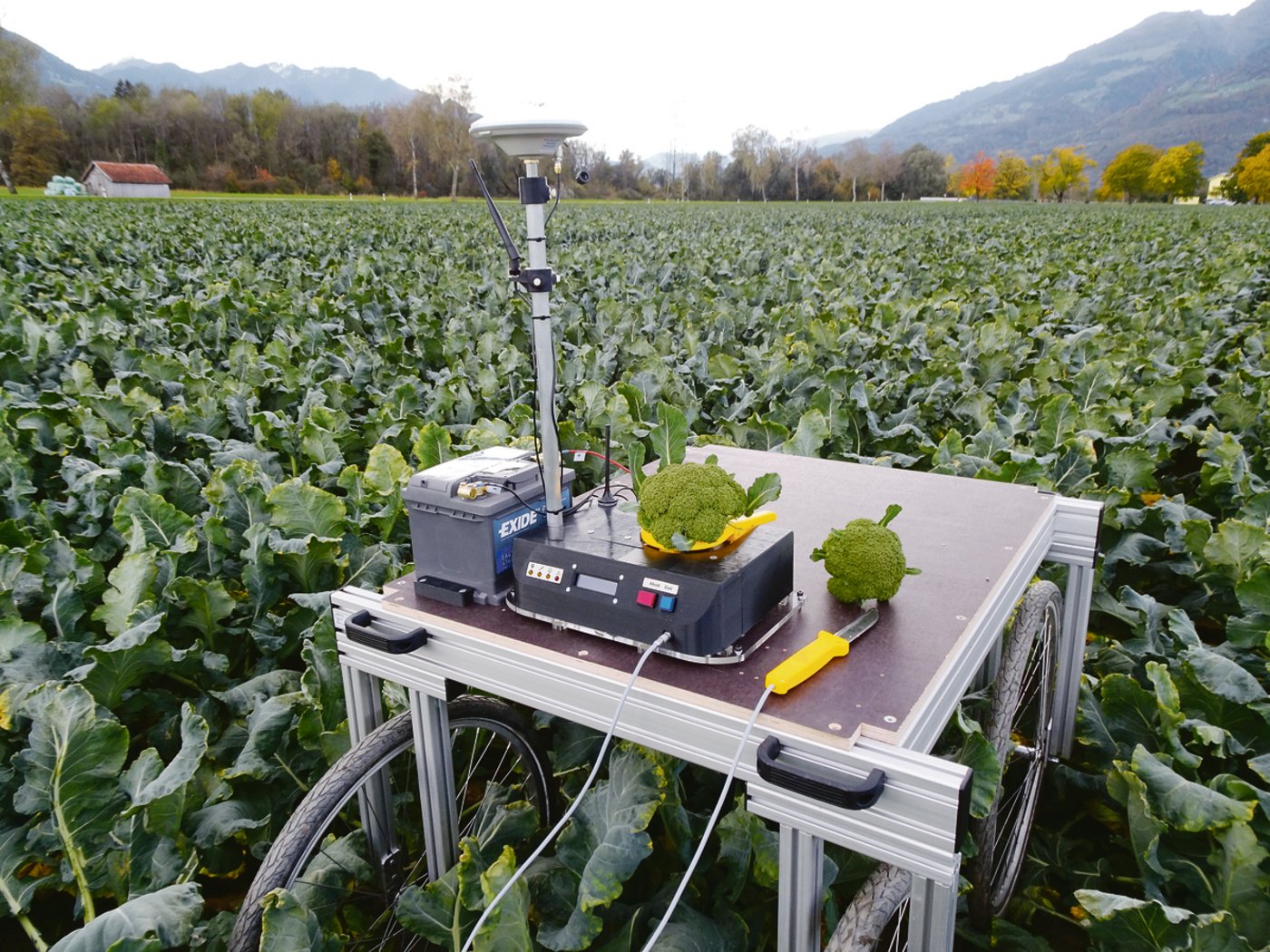 Prototyp im Test: Für jeden einzelnen Brokkoli werden Zustand und Gewicht erfasst. Die Sensoren am Messer erkennen anhand der unterschiedlichen Schnittkraft, ob es sich um eine gesunde oder kranke Pflanze handelt.(Bild zVg)