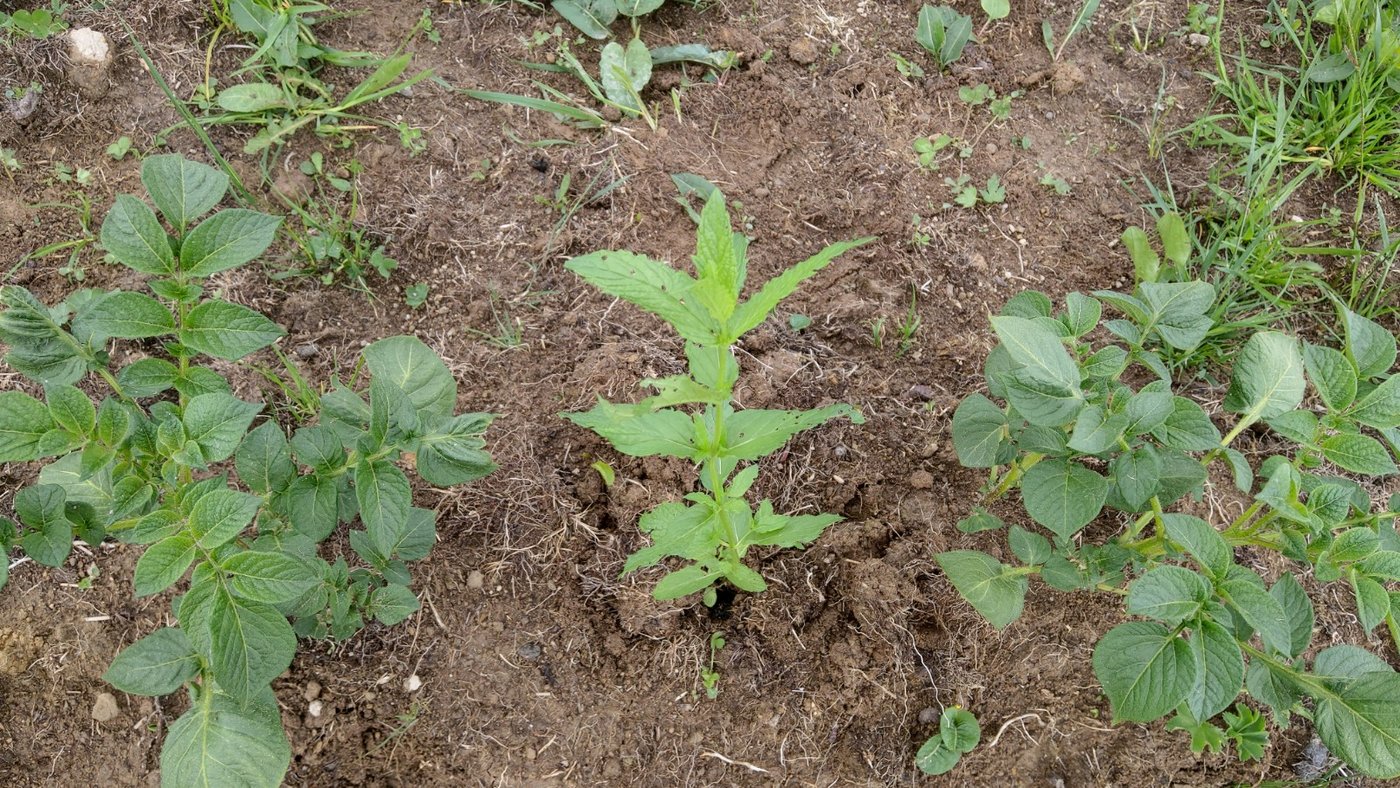 Auf dem Schottenhof von Familie Wyss in Marbach LU wächst Minze zwischen den Kartoffelpflanzen. Der Versuch soll zeigen, ob sich so der Kartoffelkäfer fern hält. (Bild Renate Wyss)