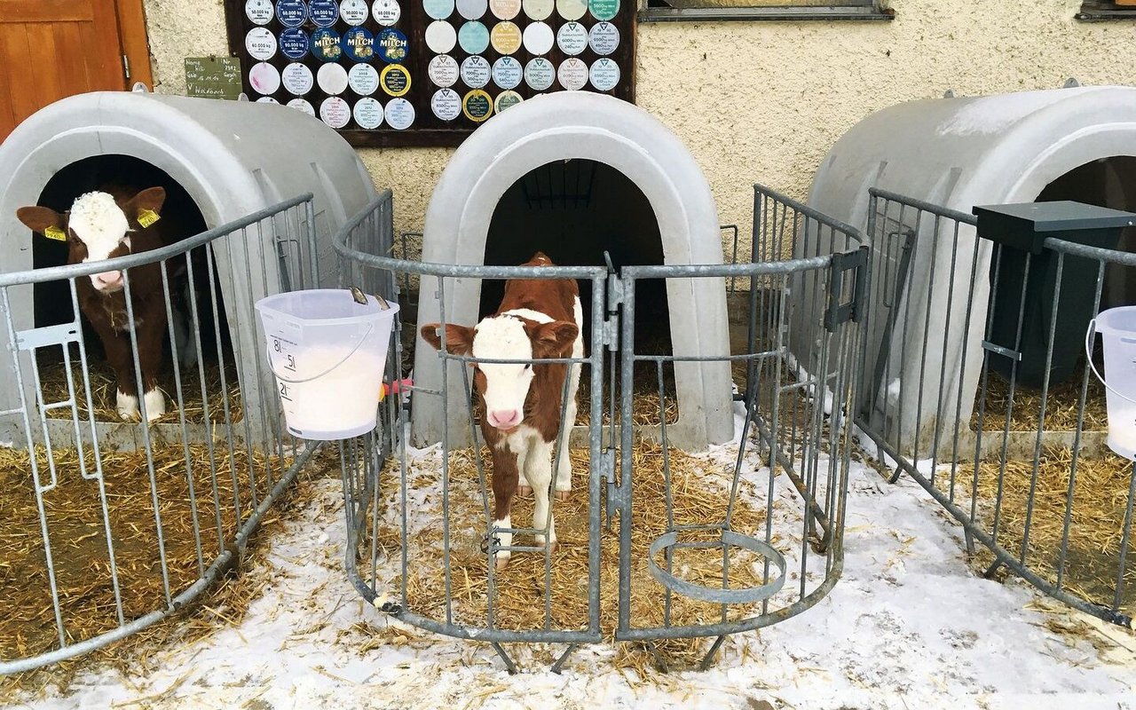 Vitale Kälber: Ihre Umgebung ist kalt und trocken und sie bekommen viel Milch.