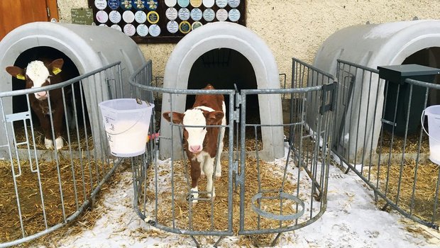 Vitale Kälber: Ihre Vitale Kälber: Ihre Umgebung ist kalt und trocken und sie bekommen viel Milch.