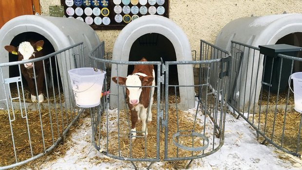 Vitale Kälber: Ihre Vitale Kälber: Ihre Umgebung ist kalt und trocken und sie bekommen viel Milch.