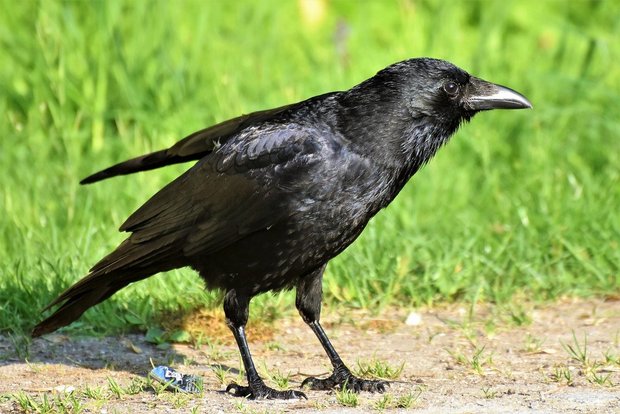 Neuer Vogelgrippe-Fall nahe der Schweizer Grenze – weitere Massnahmen angeordnet Da die mit Vogelgrippe infizierte Krähe im Bodenseegebiet gefunden wurde, gelten in dieser Region nun weitergehende Massnahmen, um eine Verschleppung des Virus zu verhindern. (Bild Capri23auto/Pixabay)
