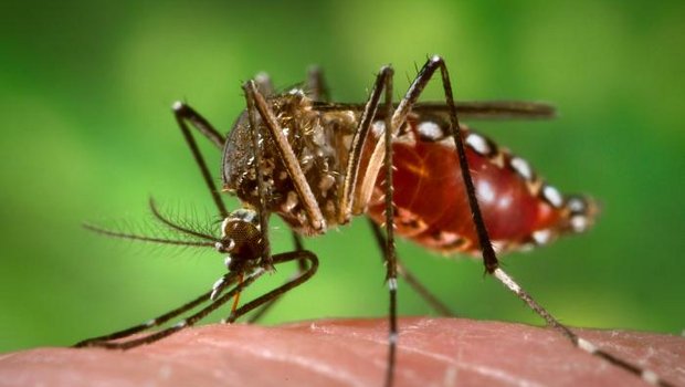 Die gentechnisch veränderten Mücken könnten robuster sein gegen Insektizide, so die Befürchtung. (Bild Wikipedia)