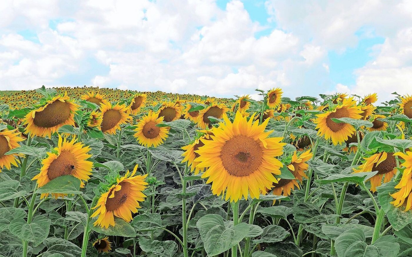 Auf dem Rosegghof werden neben Sonnenblumen Getreide und Futtermais angebaut.