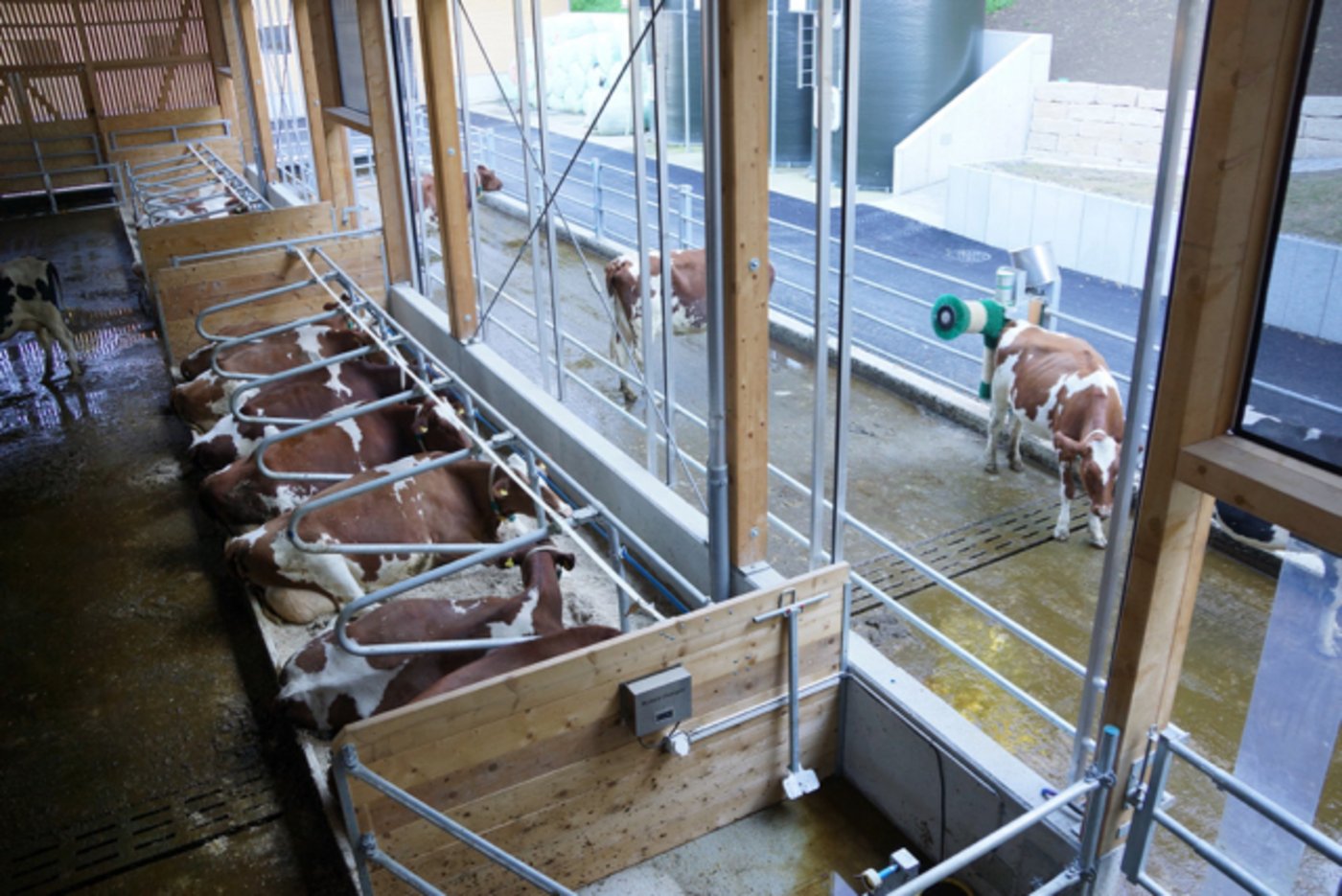 Den Kühen gefällts im neuen Zuhause offenbar. 