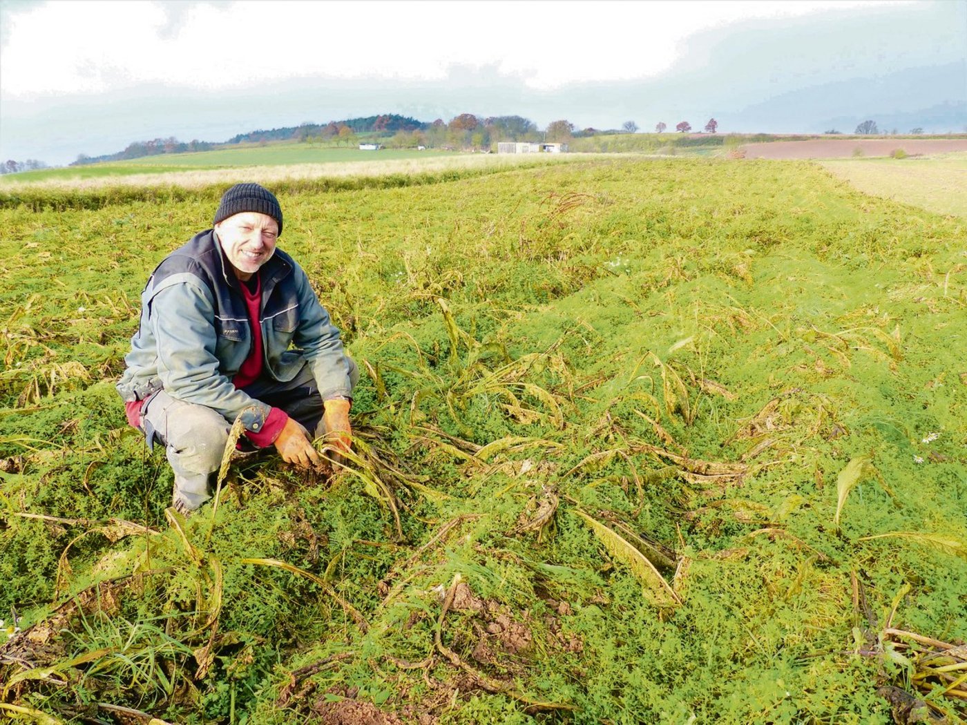 Meerrettich wird im Spätherbst geerntet. Das nasskalte Wetter mach die Arbeit häufig zur Herausforderung, da der Boden oft nicht befahrbar ist. (Bilder Petra Jacob))