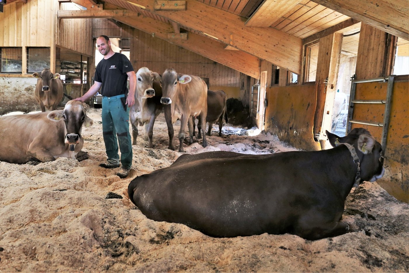 Mensch und Tier fühlen sich im Kompoststall sichtlich wohl. Christian Kündig mit seinen Milchkühen. (Bilder reb)