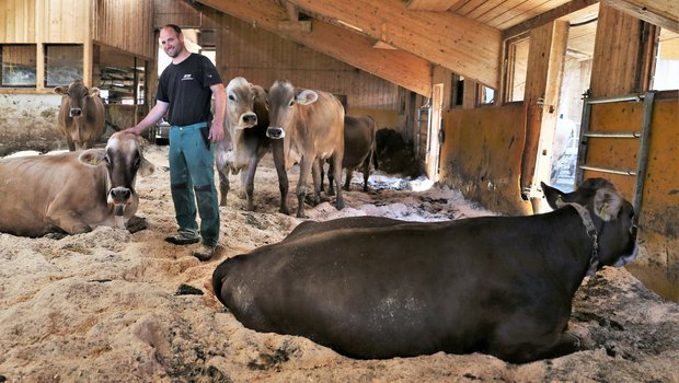 Mensch und Tier fühlen sich im Kompoststall sichtlich wohl. Christian Kündig mit seinen Milchkühen. (Bilder reb)