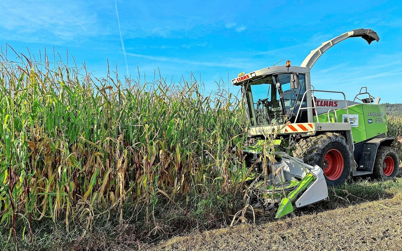 Silomaisernte im Kanton Luzern diesen Herbst: Die Kultur ist gefragt, die Anbauflächen steigen. Für den Anbau 2026 gelten aber je nach Kanton unterschiedliche Bedingungen. 