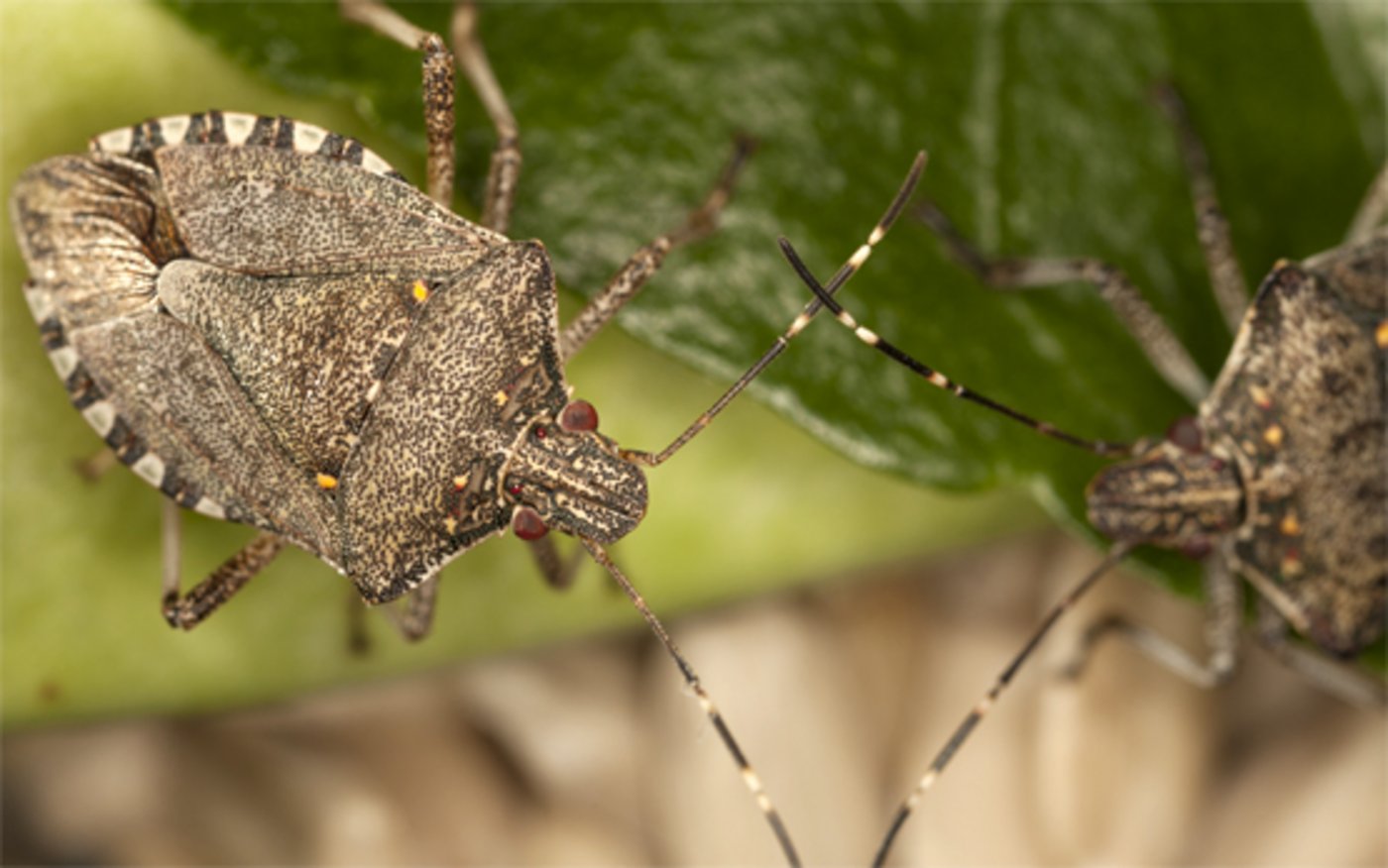  Die Marmorierte Baumwanze deformiert Früchte und Gemüse. (Bild Agroscope) 